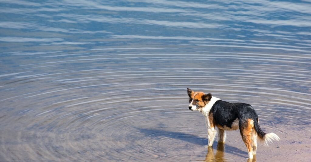 Border Collie de pie en agua poco profunda con ondas en un lago tranquilo en México.