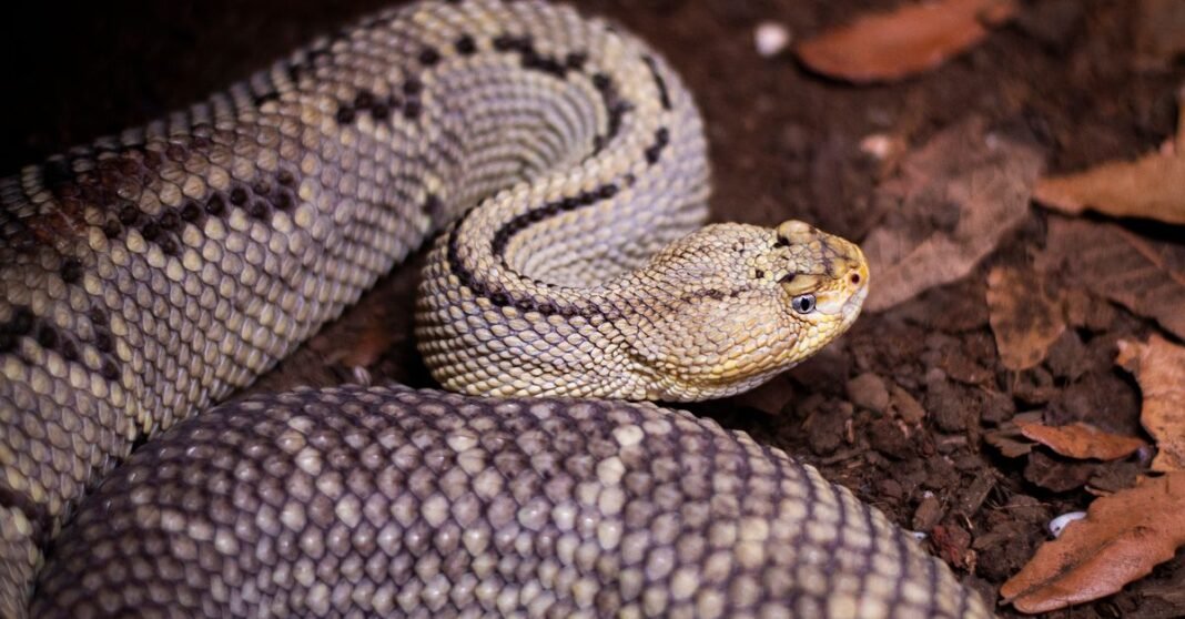 Aseguran cinco inmuebles en Tamaulipas; hallan 135 animales y 68 mil litros de diésel Un vibrante loro verde extiende sus alas mientras se posa en un brazo humano en un entorno exterior exuberante.