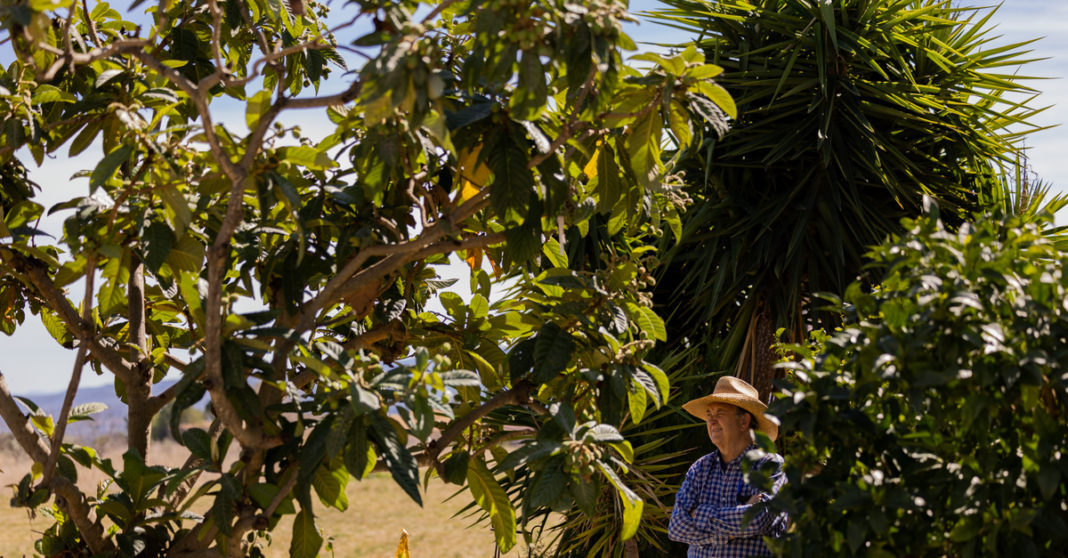 Productores de California piden cupos estacionales al aguacate mexicano en EU Un hombre con un sombrero de paja se encuentra entre la exuberante vegetación tropical en una granja soleada en Buñol, España.