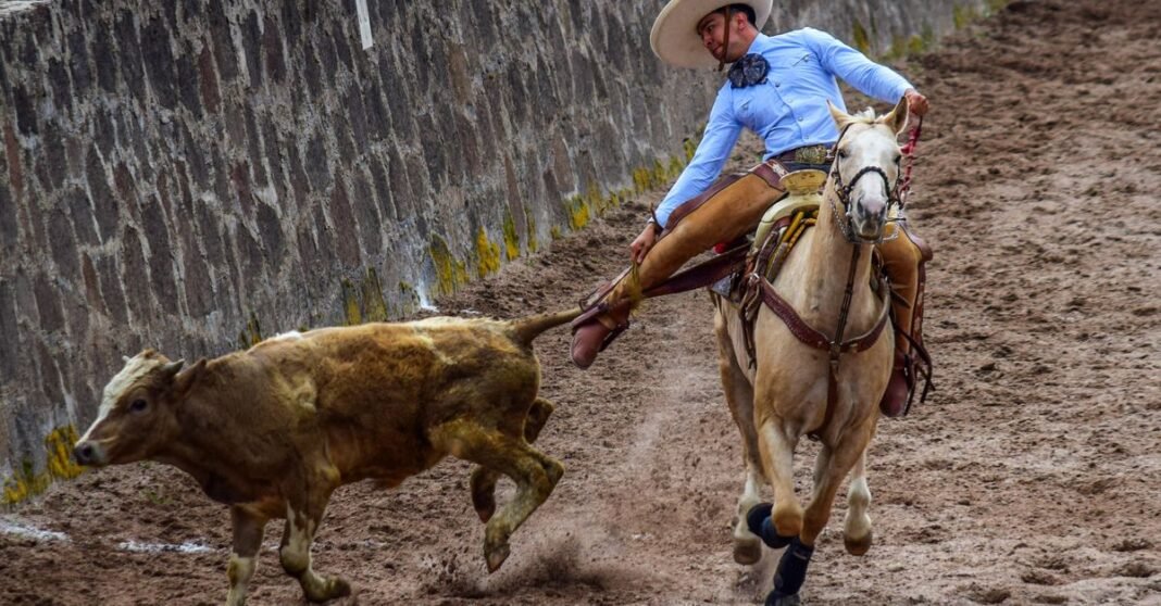 Imagen ilustrativa: CDMX aprueba corridas de toros sin violencia y redefine la tauromaquia Un vaquero realiza una maniobra atrevida de rodeo en Atlacomulco, México, mostrando acción dinámica y tradición.