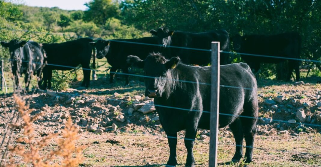 Un rebaño de ganado Angus pastando en Río de los Sauces, Córdoba, paisaje pastoril de Argentina.