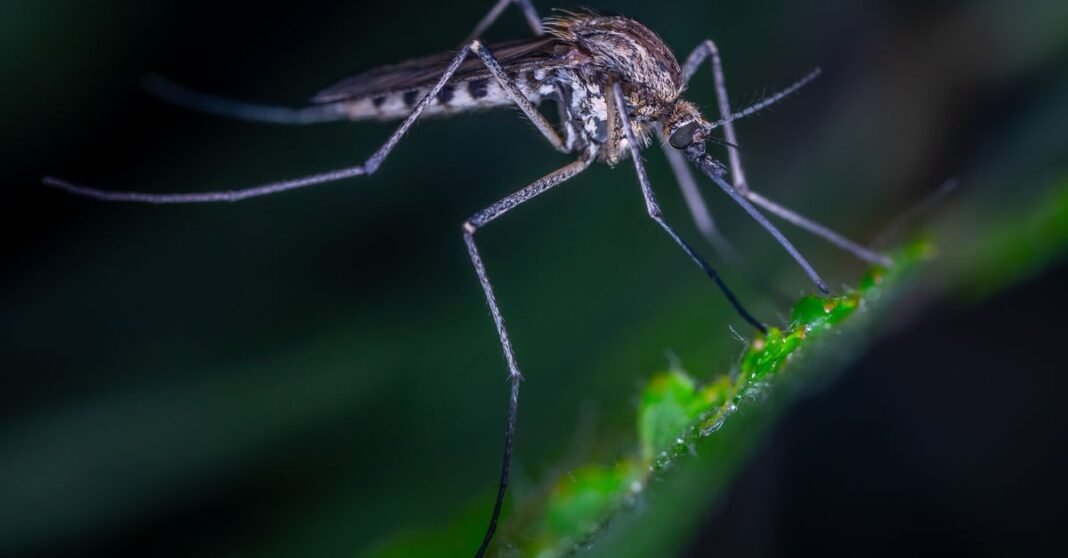 Fotografía macro de primer plano de un mosquito posado en una hoja, resaltando sus características.