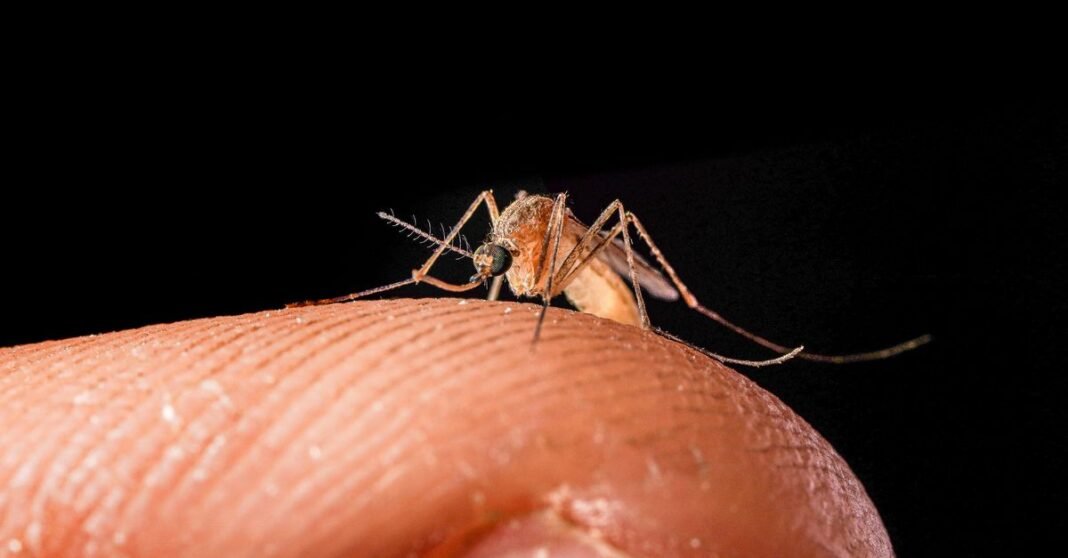 Secretaría de Salud pide atender de inmediato los síntomas de dengue y evitar la automedicación Imagen macro en primer plano de un mosquito posado sobre un dedo humano sobre un fondo negro.