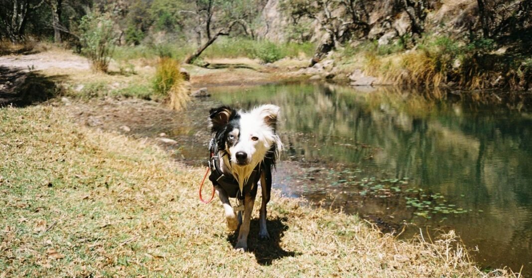 Aseguran más de 1 millón de dólares en metanfetamina en la frontera de Coahuila con Texas Un Border Collie de pie junto a un río sereno en un entorno natural en León de los Aldama, México.