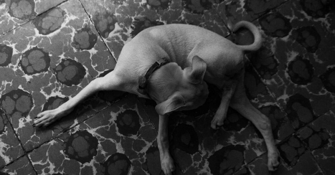 Vista aérea de un perro acostado sobre un piso de azulejos con un patrón en escala de grises.