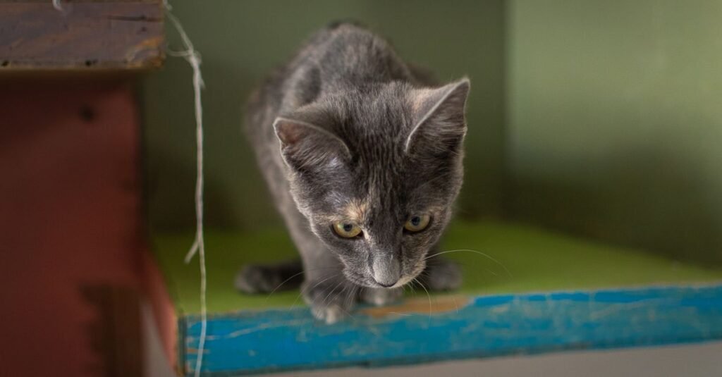 Gato gris juguetón sentado en una estantería verde vibrante en interiores en Ciudad de México, México.