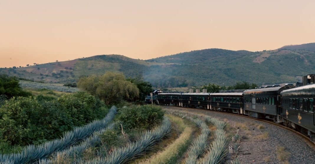 Tren Ciudad de México-Querétaro podría concluir en el segundo semestre de 2027, estima Sheinbaum Tren vintage viajando a través de plantaciones de agave y colinas en Tequila, México al atardecer.